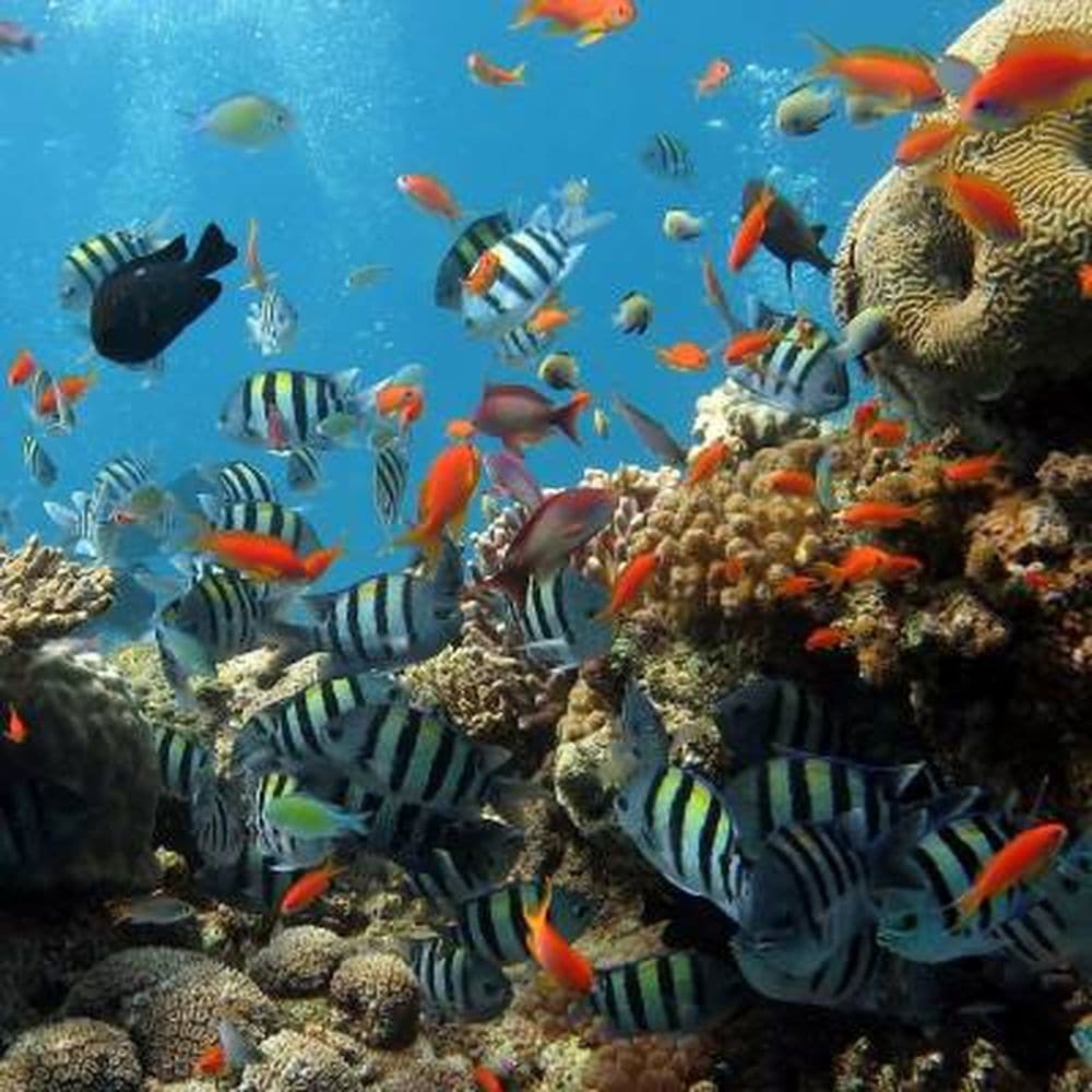 MARINE FISH